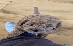 Cavapoo dogs for sale: Lovely cavapoo girl - Image 1