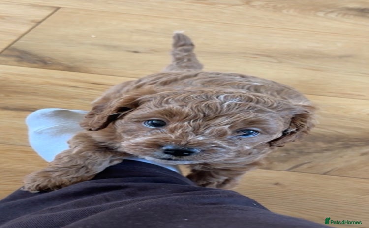 Cavapoo dogs - Advert 1