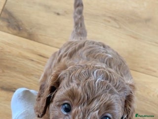 Cavapoo dogs - Advert 3