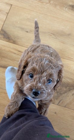 Cavapoo dogs - Advert 2