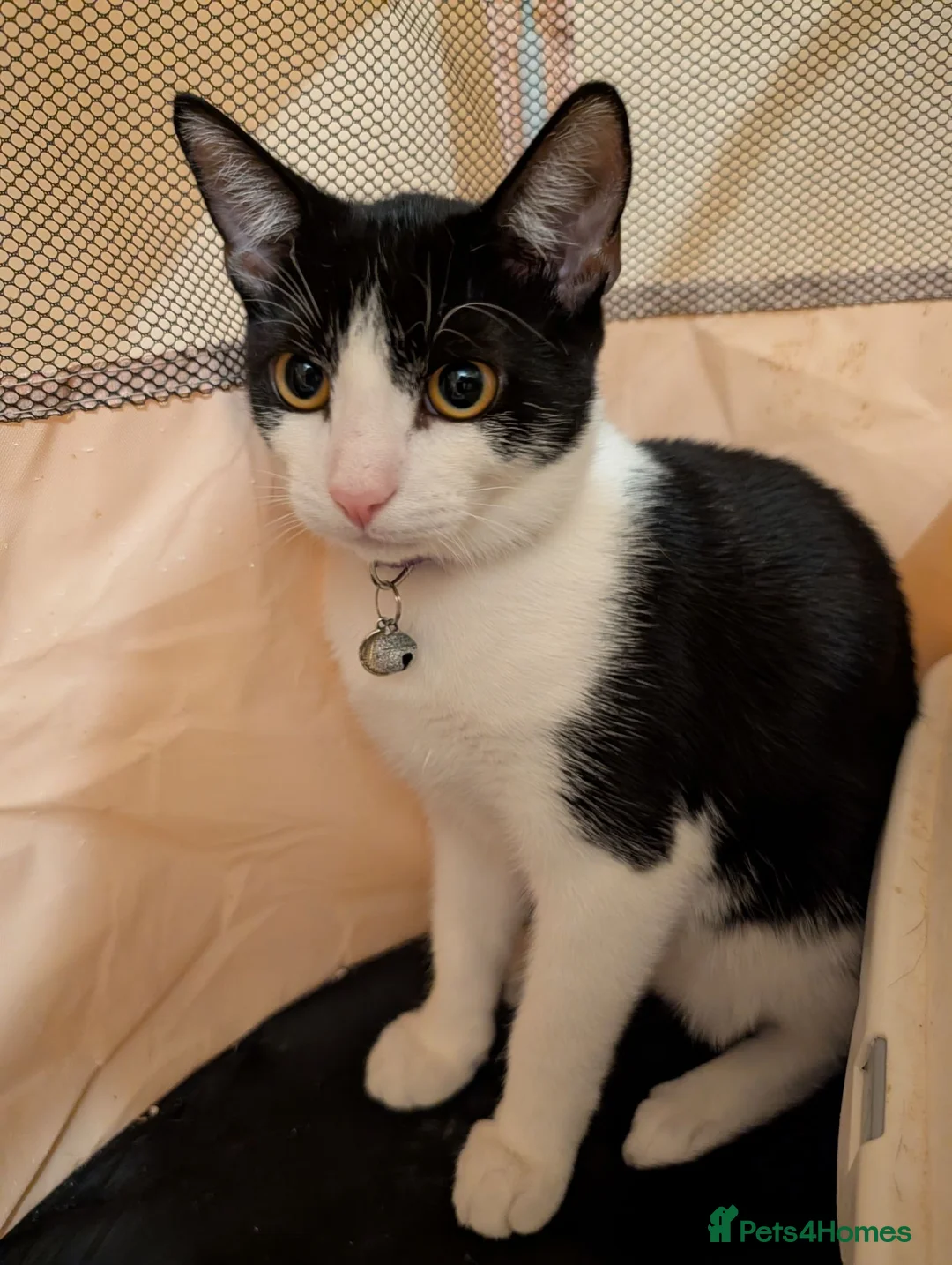 Mixed Breed cats for sale: Two kittens  **   in Thetford - Advert 4
