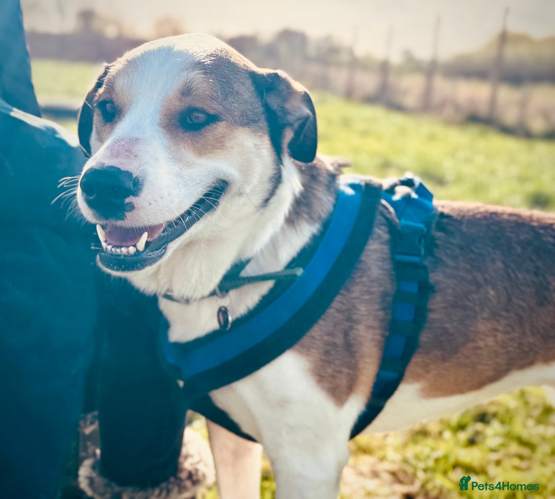 Mixed Breed dogs for adoption: Maya is Looking for a miracle 🩷 - Advert 23