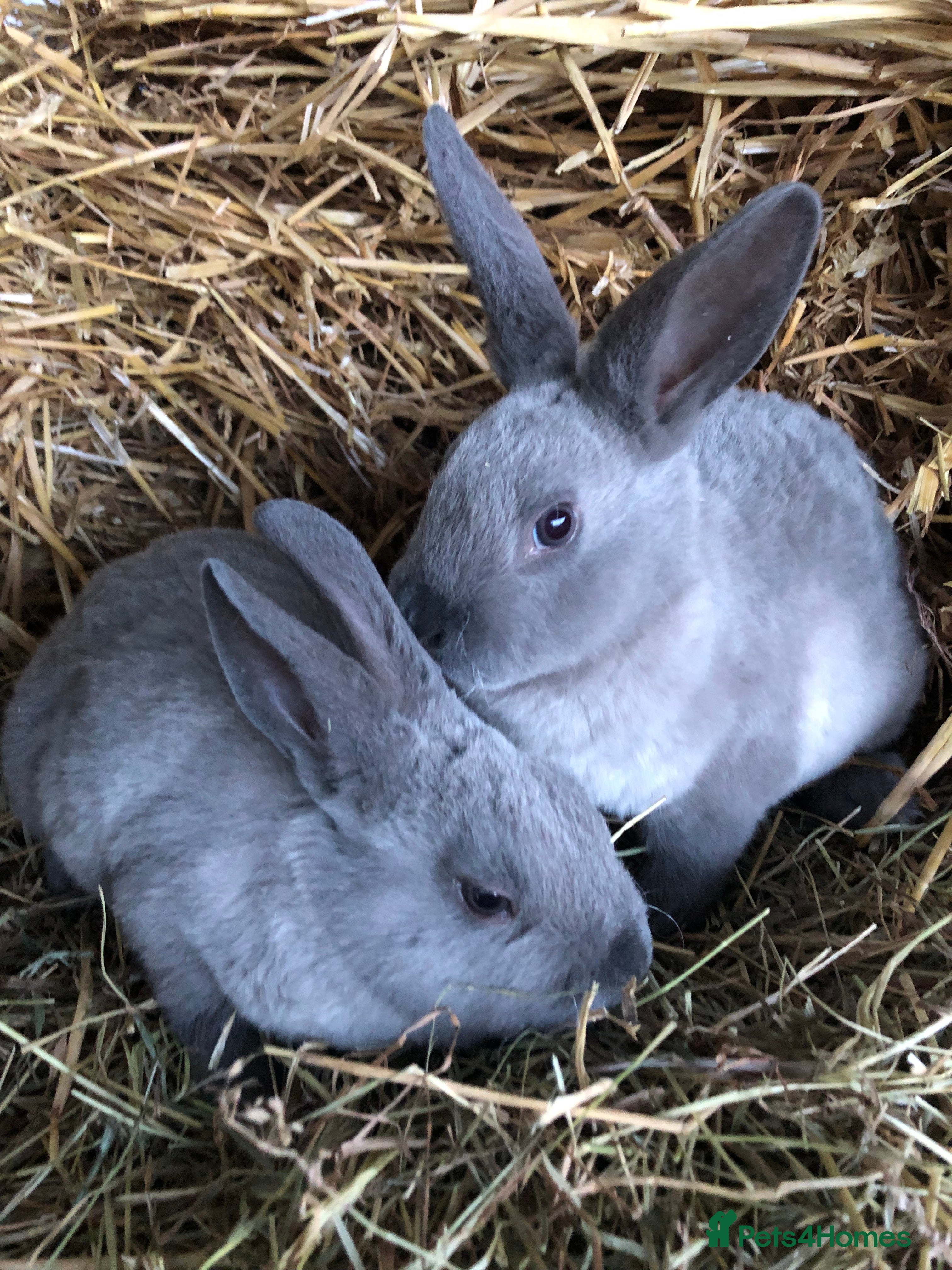 Rex rabbits Beautiful purebred velvet mini Rex rabbits 🐰🌿 - Advert 2