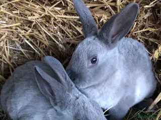 Rex rabbits Beautiful purebred velvet mini Rex rabbits 🐰🌿 - Advert 2