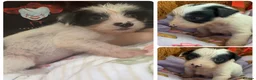 Chinese Crested dogs for sale: Pure Chinese crested  - Advert 13