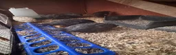 Quail poultry for sale: 5 girls male Japanese Dark Coturnix Quail  - Advert 7