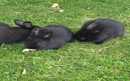 Mini Lion Lop rabbits for sale: 5 x baby x lops  - Image 2