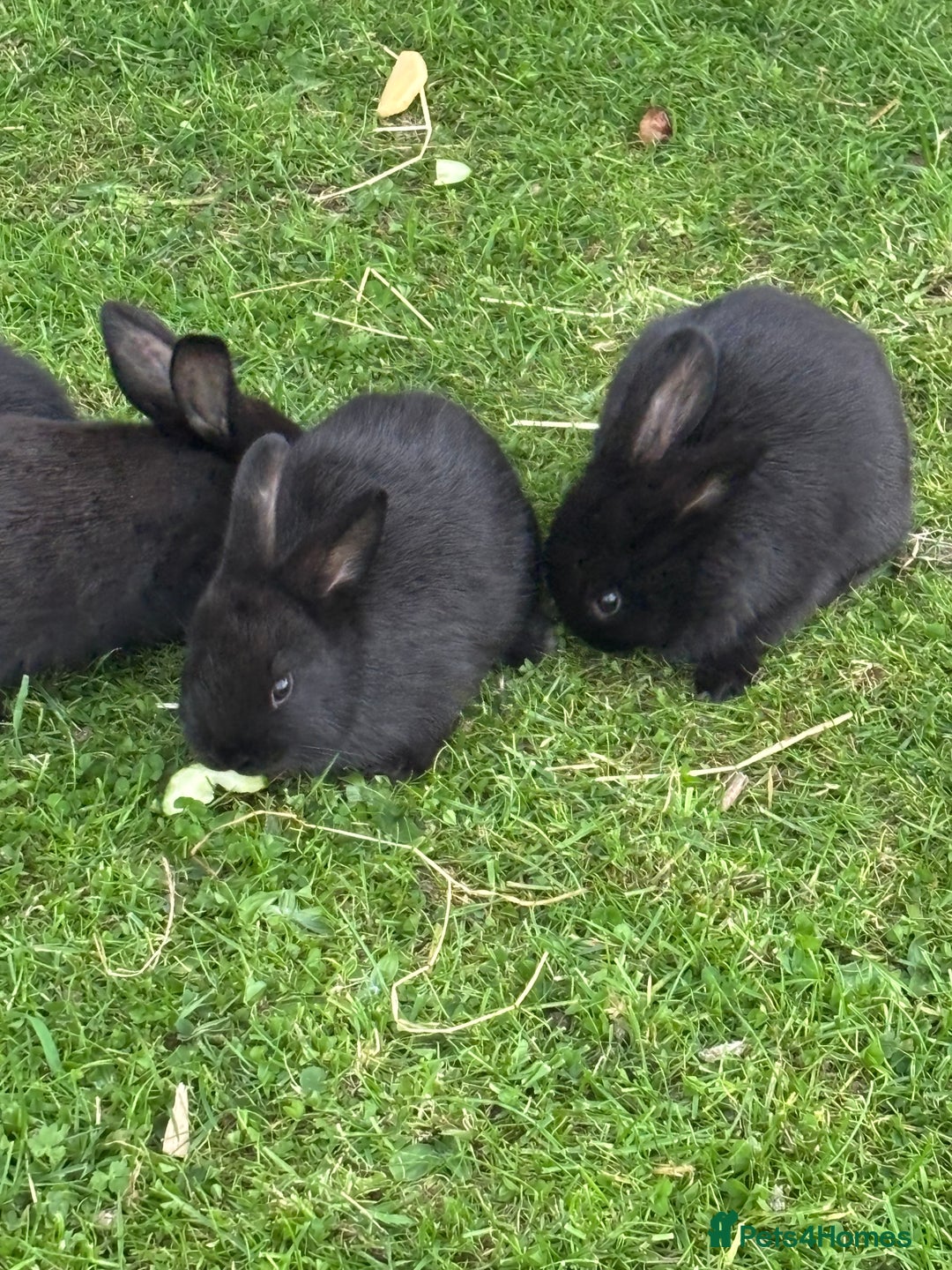 Mini Lion Lop rabbits for sale: 5 x baby x lops  - Image 2