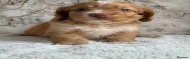 Cockapoo 4