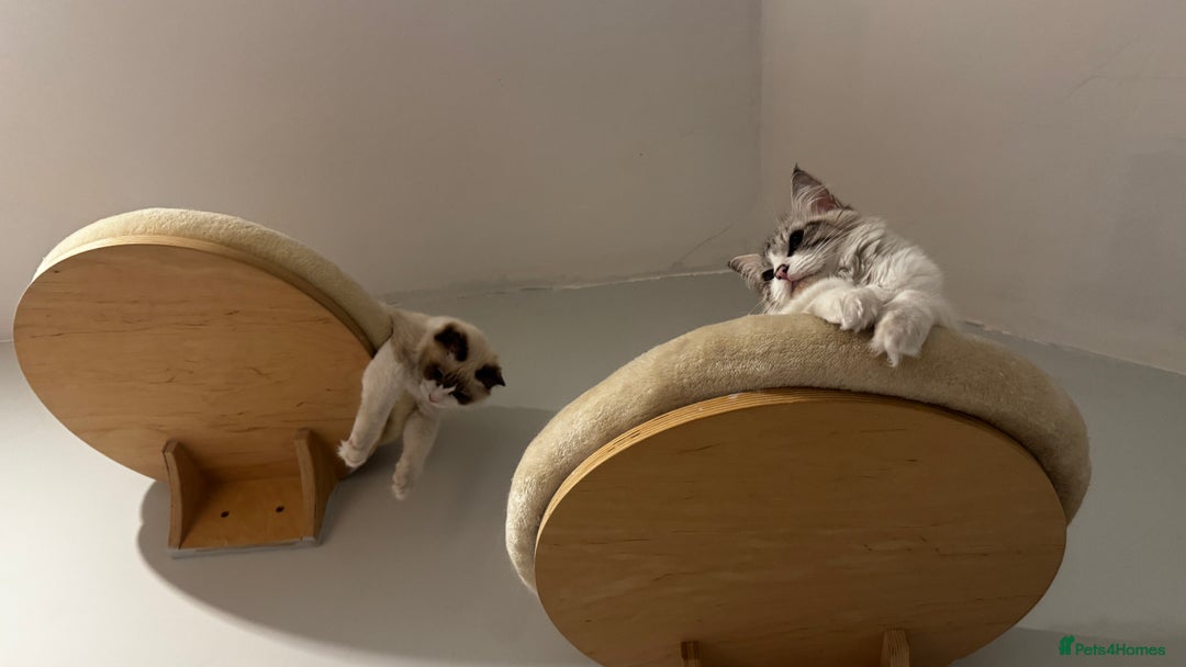 Ragdoll cats for sale: Chunky seal bicolour kitten - Advert 9