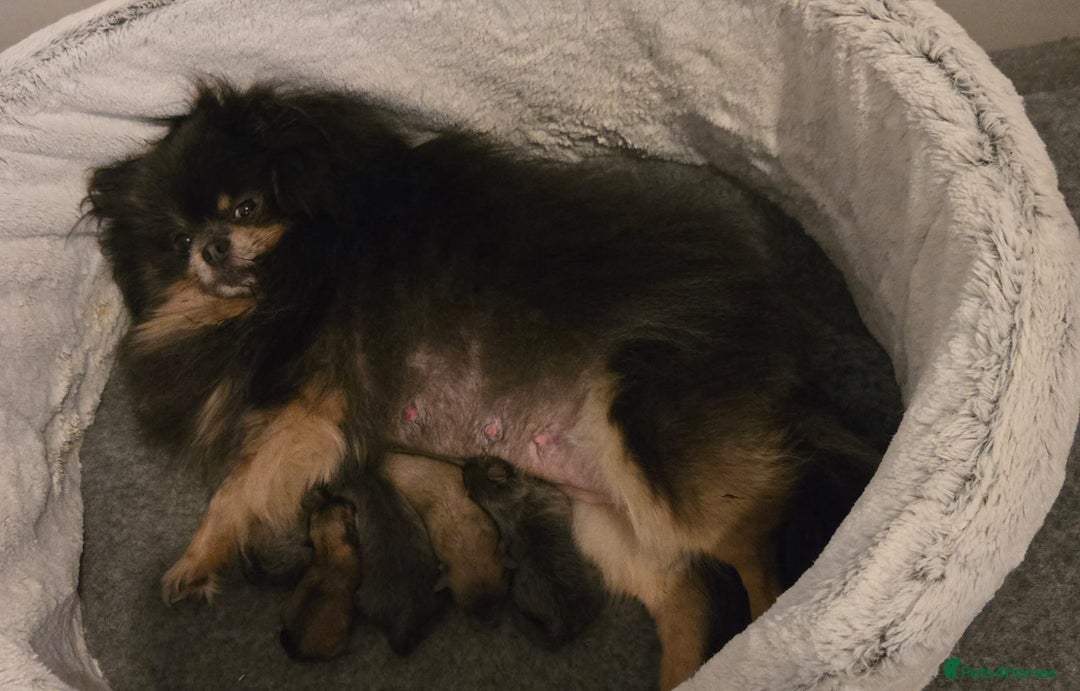 Pomeranian dogs for sale: Amazing quality teddy bear Pomeranian pups  - Advert 11