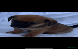 Jack Russell dogs for sale: Jack Russel puppy’s  - Image 3
