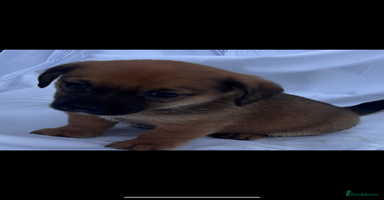 Jack Russell dogs - Advert 1