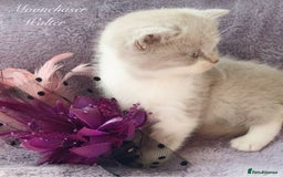 British Longhair cats for sale: Stunning British Longhair Boys TICA Registered - Image 7