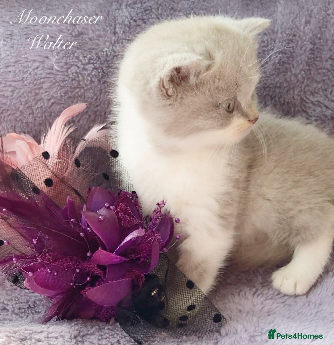 British Longhair cats for sale: Stunning British Longhair Boys TICA Registered - Image 7