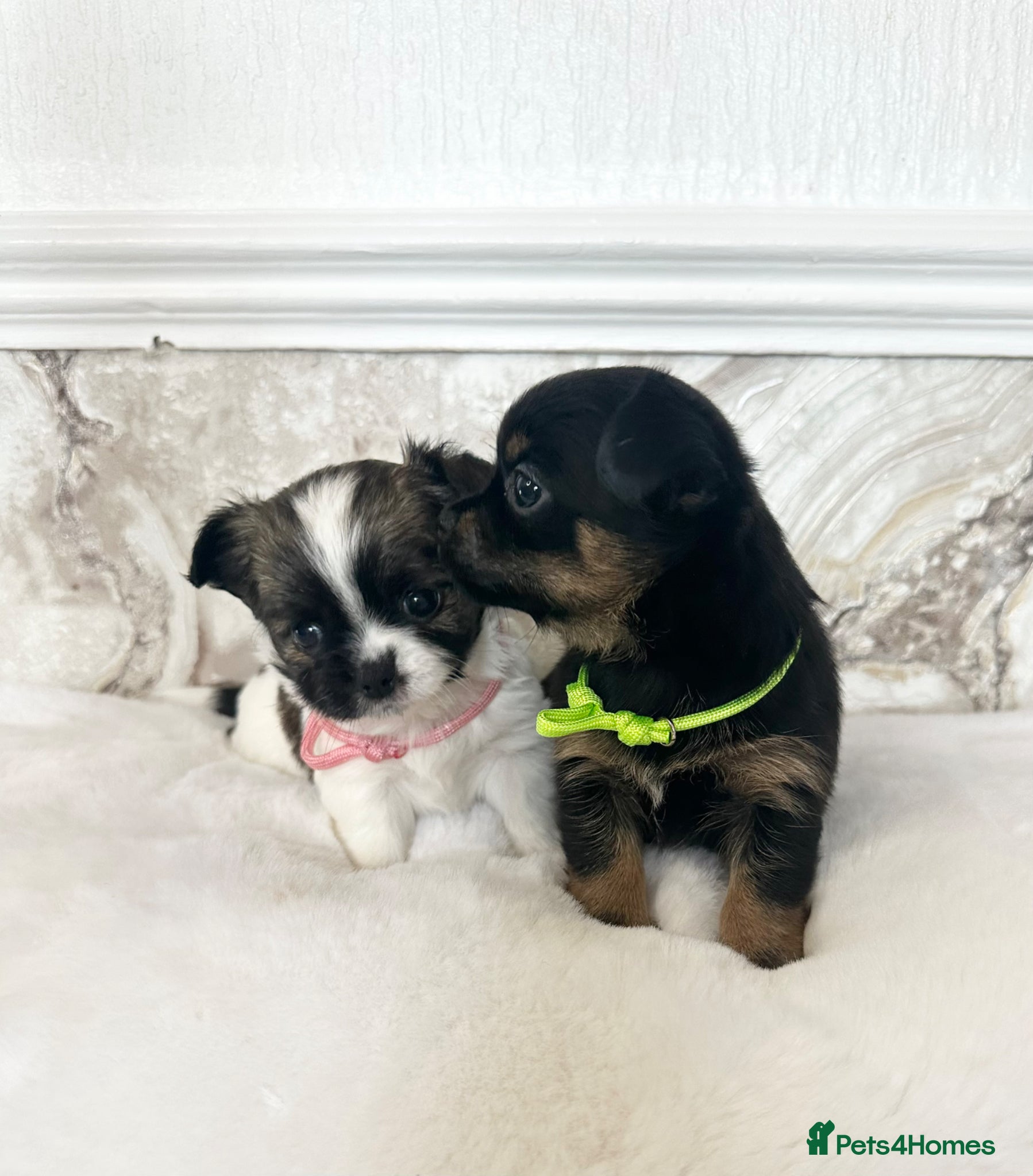 Mixed Breed dogs Jack Russell x Chihuahua  Ready now - Advert 15