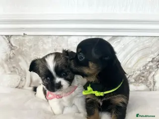 Mixed Breed dogs Jack Russell x Chihuahua Ready now - Advert 15