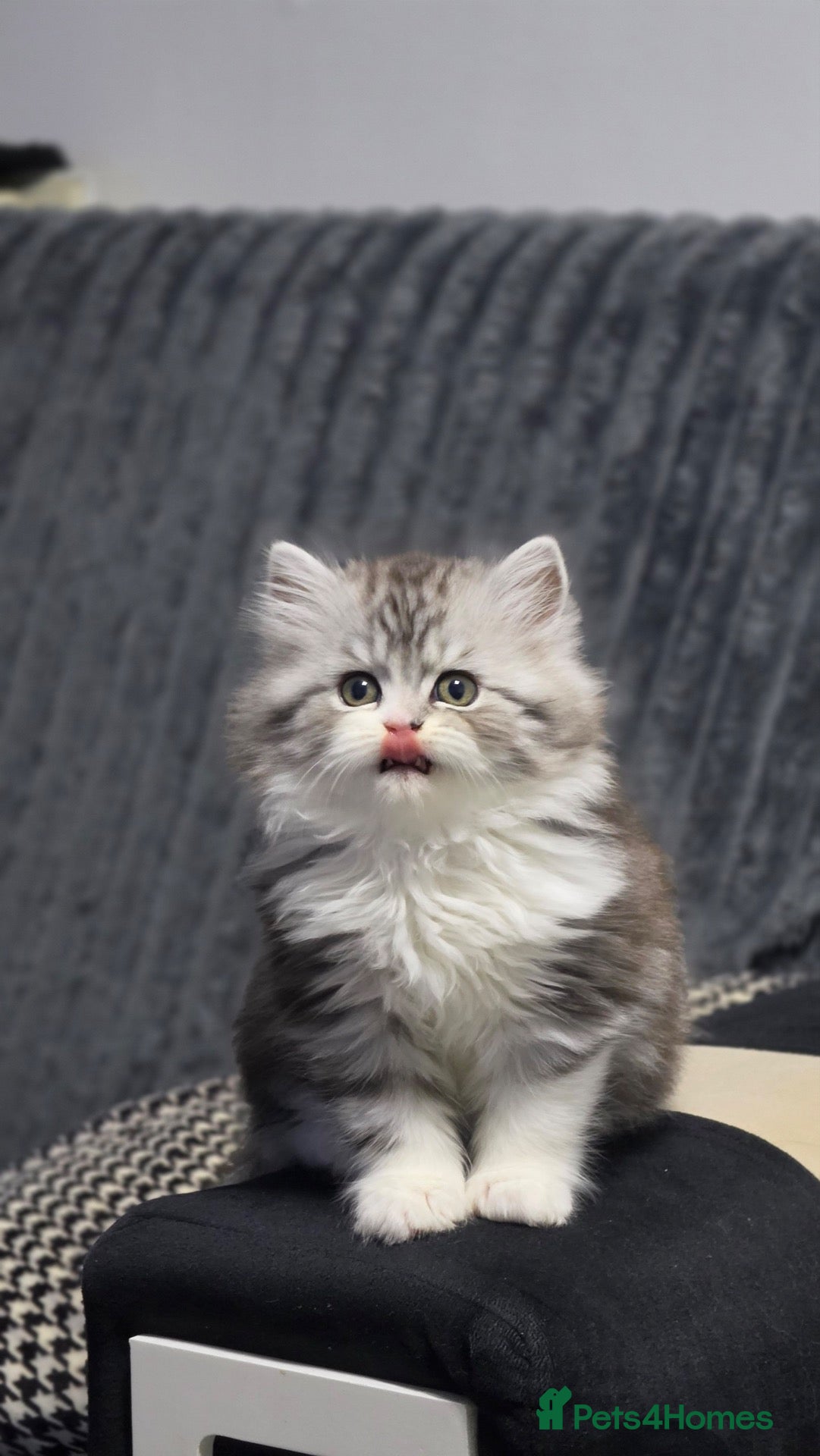 Persian cats Only 2 boy purebred Persians TICA READY TO LEAVE  - Advert 1