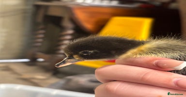Ducks poultry - Advert 3