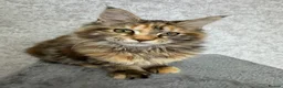 Maine Coon cats for sale: Stunning Purebred TICA Reg Maine Coon Kittens in London - Advert 8