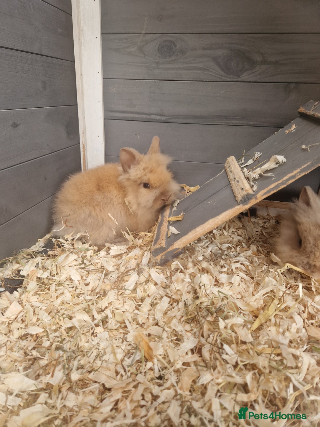 Lionhead rabbits for sale: Male double lionhead / lionhead bunnies - Advert 2