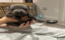 Staffordshire Bull Terrier dogs for sale: Beautiful Full Blue Staffordshire Puppies for sale - Image 9