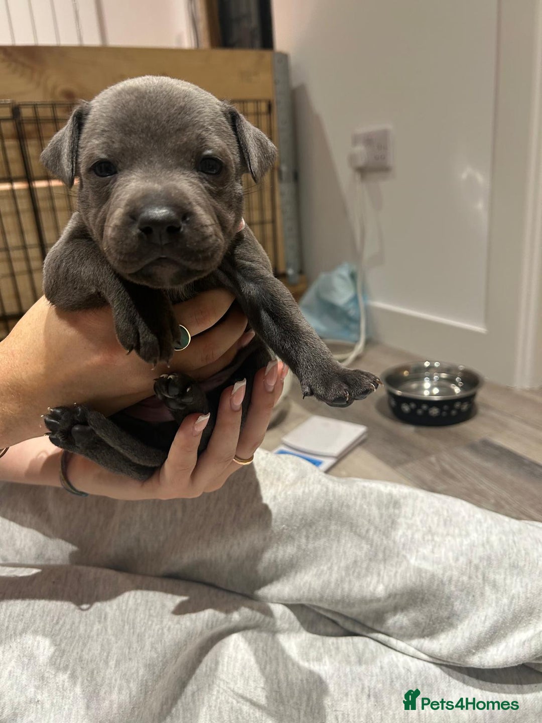 Staffordshire Bull Terrier dogs for sale: Beautiful Full Blue Staffordshire Puppies for sale - Image 9