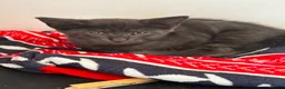 Maine Coon cats for sale: Gorgeous Blue Smoke Maine Coon Cross - Advert 2