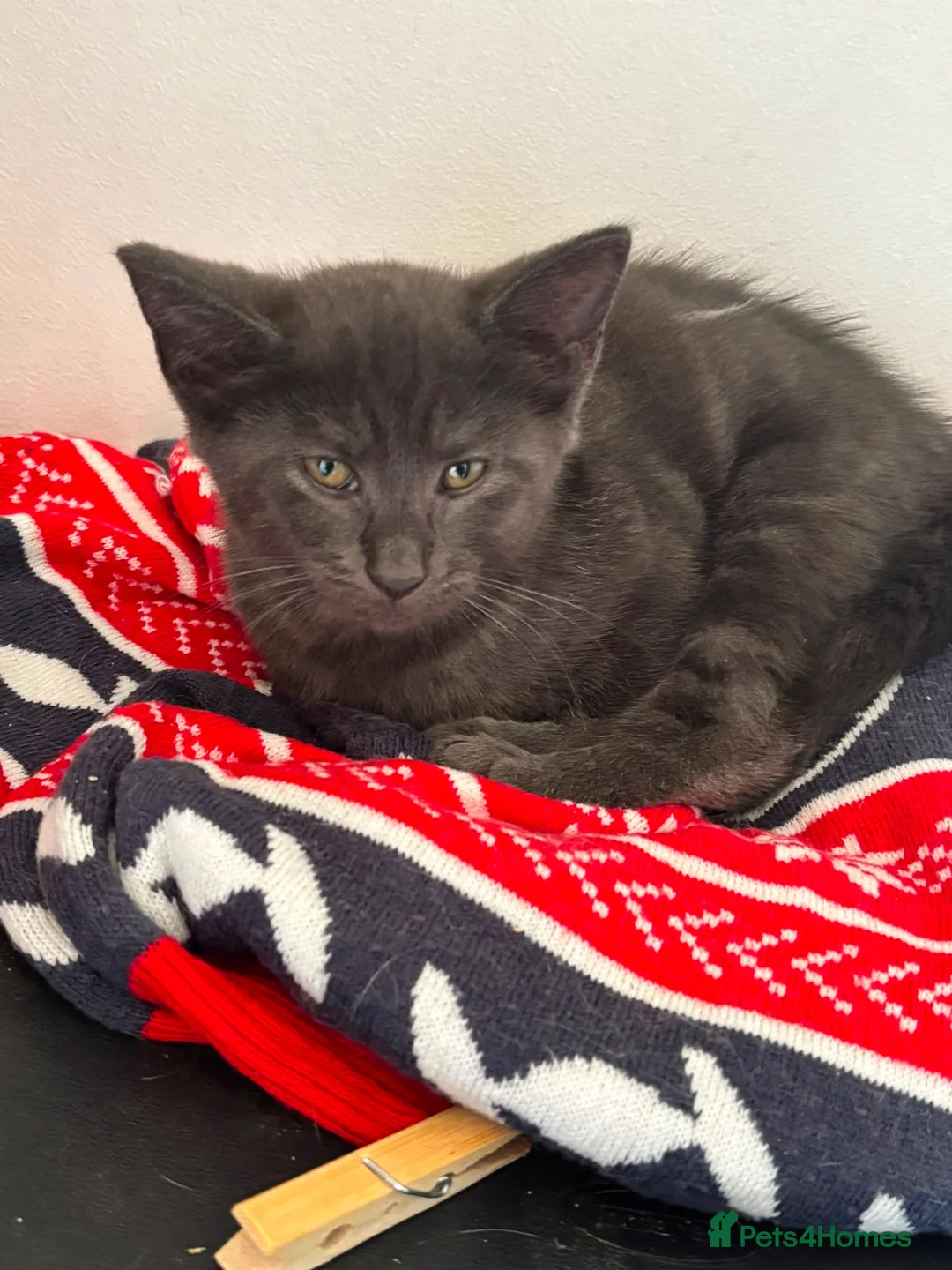 Maine Coon cats for sale: Gorgeous Blue Smoke Maine Coon Cross - Advert 2