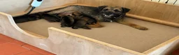 Border Terrier dogs for sale: Stunning litter of border terrier puppies  - Advert 1