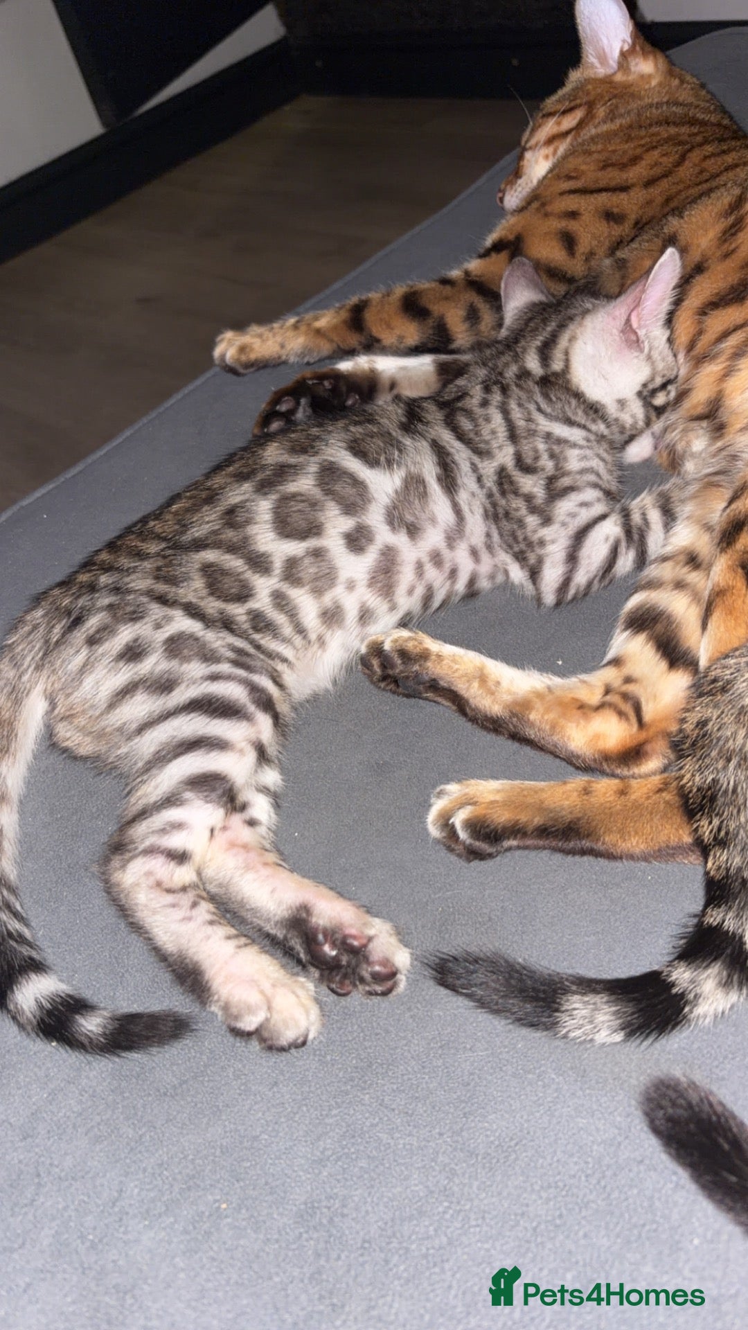Bengal cats X 2 Bengal kittens for sale  - Advert 6