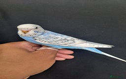 Budgerigars birds for sale: Silly hand tamed baby budgies for sale  - Image 5