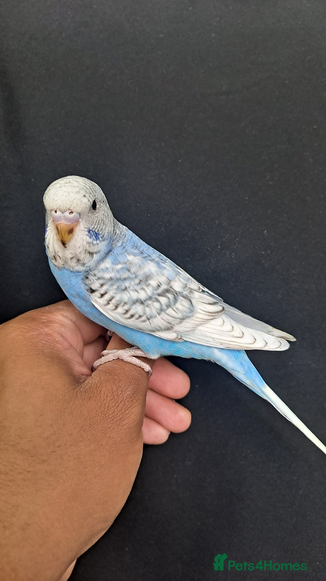 Budgerigars birds for sale: Silly hand tamed baby budgies for sale  - Image 5