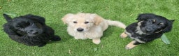 Golden Retriever dogs for stud: BEAUTIFUL PROVEN White Golden Retriever for Stud in Crowborough - Advert 39