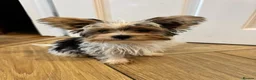 Mixed Breed dogs for sale: Pudge – Fluffy Biewer x Yorkie Boy – Ready Now! - Advert 4
