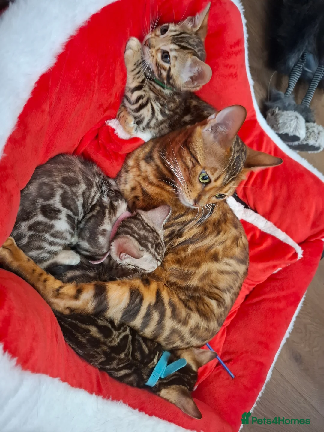 Bengal cats for sale: Stunning Blue pure bengal kittens - Advert 12