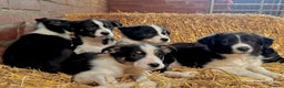 Border Collie dogs for sale: ISDS Border Collie Pups - Advert 1