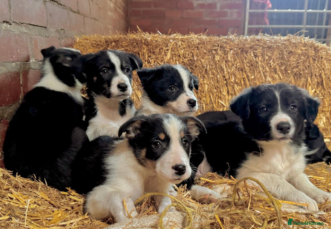 Border Collie dogs for sale: ISDS Border Collie Pups - Advert 1