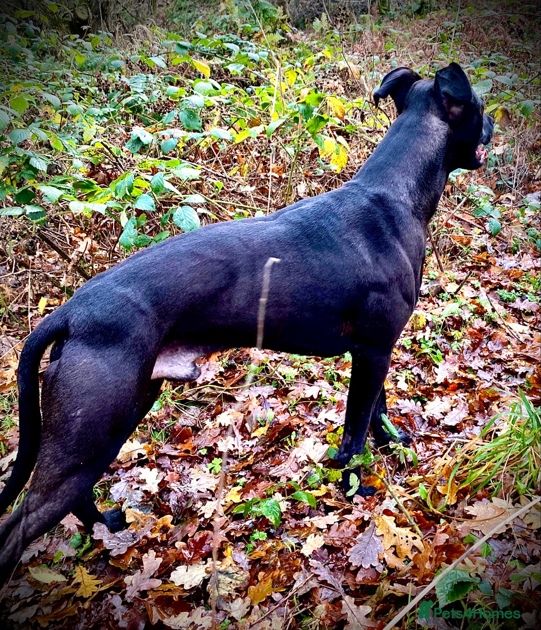 Lurcher dogs for sale: Fantastic bred lurcher puppies. Bull x - Advert 15