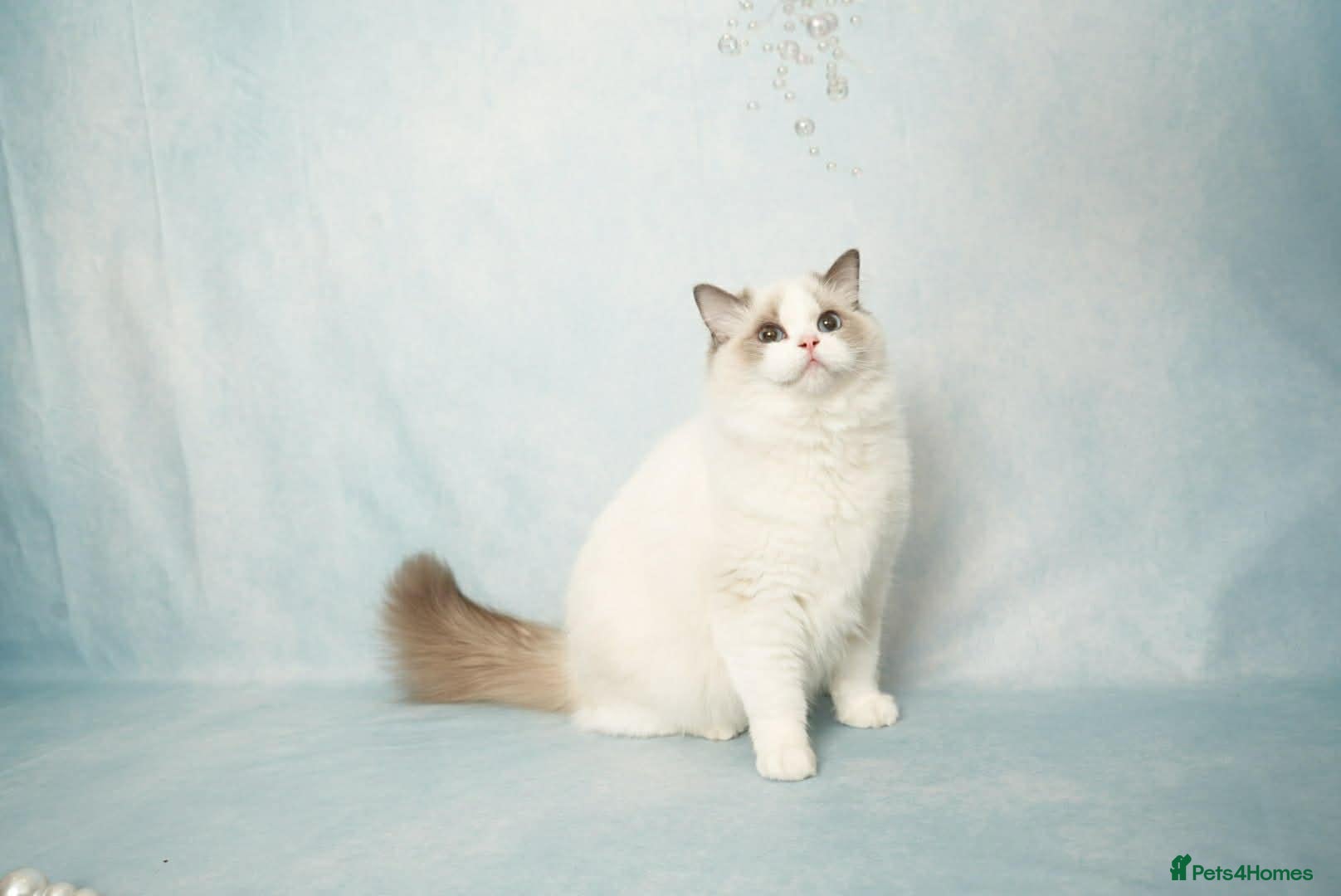 Ragdoll cats Beautiful TICA Blue Bicolour Ragdoll Kittens - Advert 1