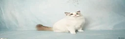 Ragdoll cats for sale: Elite TICA Kittens – Champion Bloodlines - Advert 1