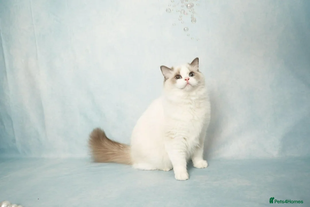 Ragdoll cats for sale: Elite TICA Kittens – Champion Bloodlines - Advert 1