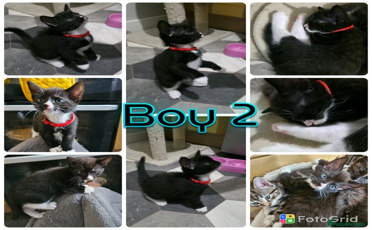 Mixed Breed cats - Advert 8