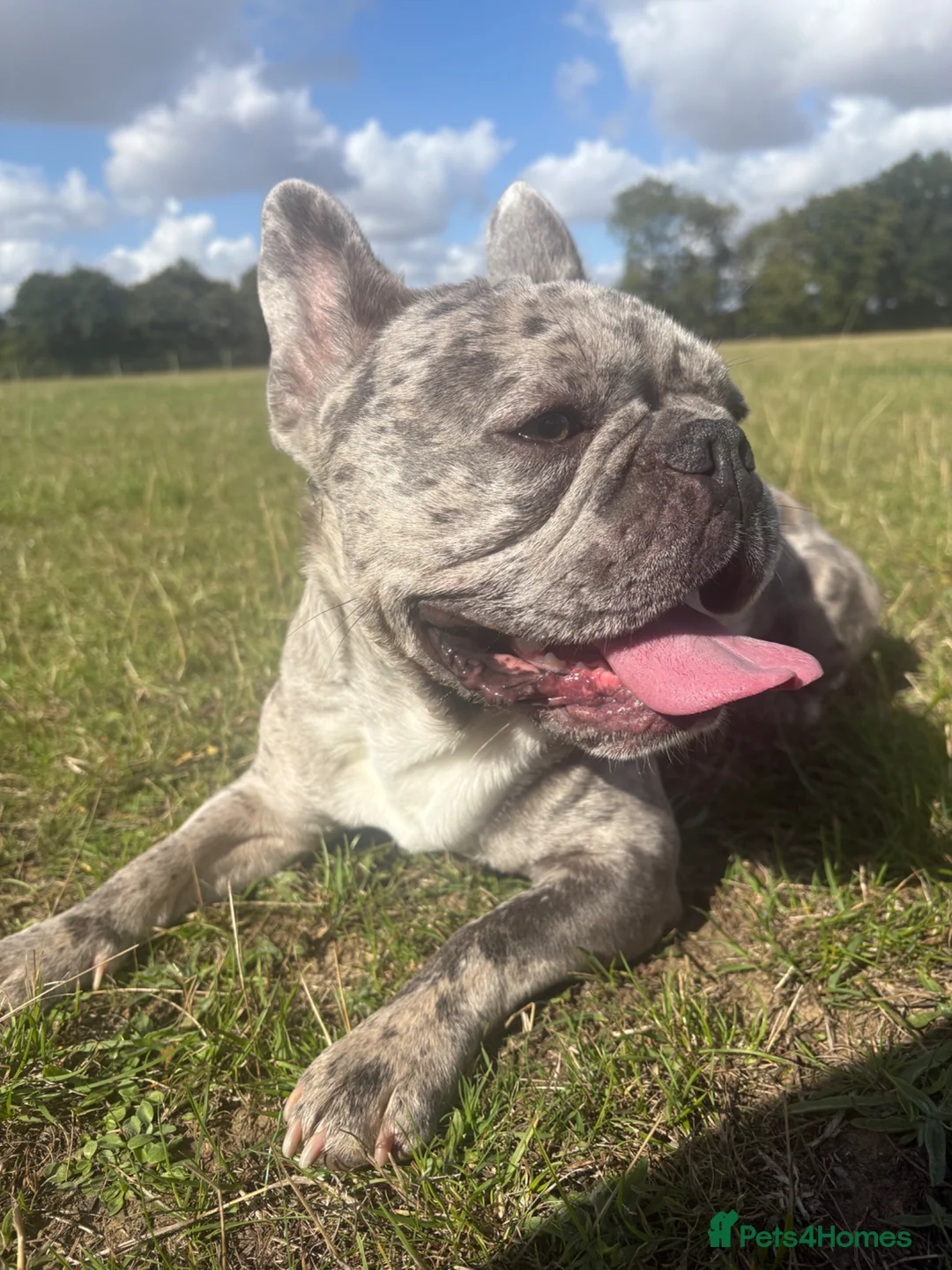 French Bulldog dogs for stud: AVAILABLE TO STUD!! in Braintree - Advert 2