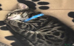 Bengal cats for sale: Half bengal boy kitten 16 weeks old  - Image 5
