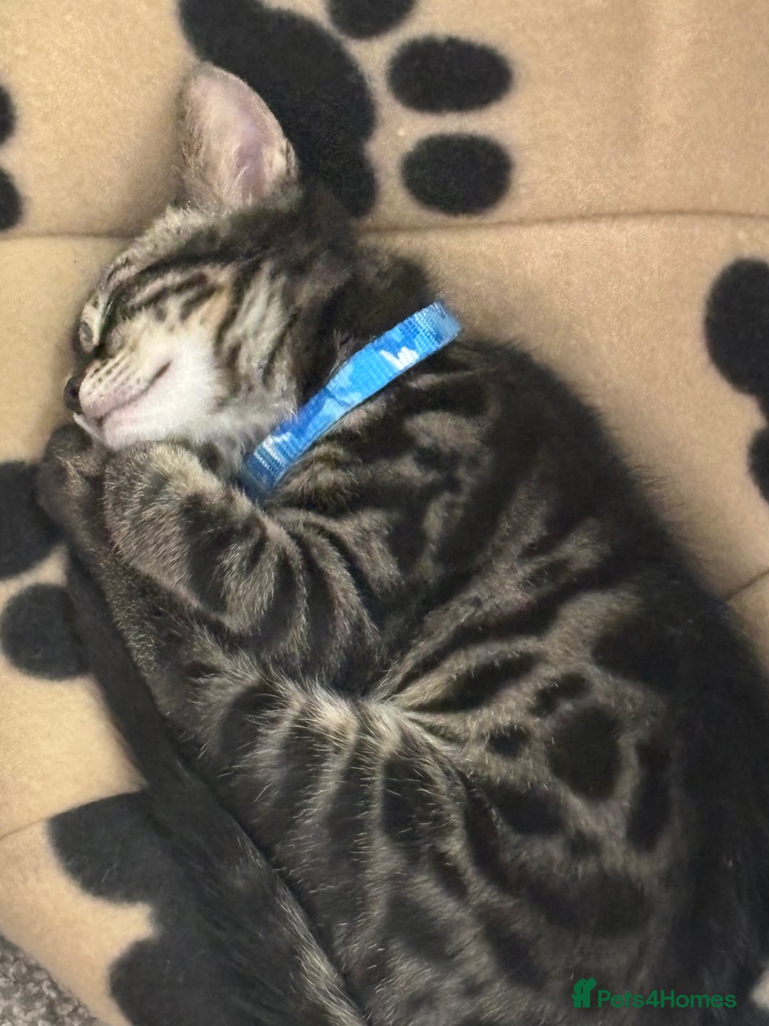 Bengal cats for sale: Half bengal boy kitten 16 weeks old  - Image 5