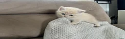Scottish Fold cats for sale: PUREBRED Scottish fold kittens  - Advert 11