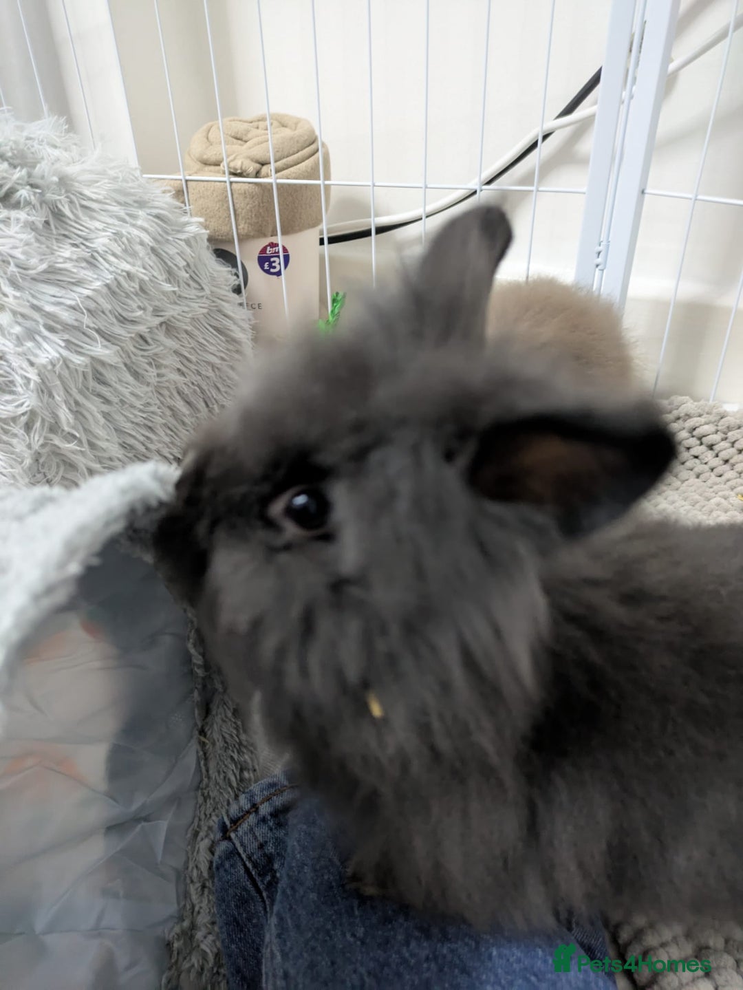 Lionhead rabbits for sale: 2 male lion heads must be sold together - Advert 3