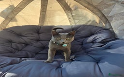 Russian Blue cats for sale: Amazing Russian Blue kitten looking for new home - Image 6