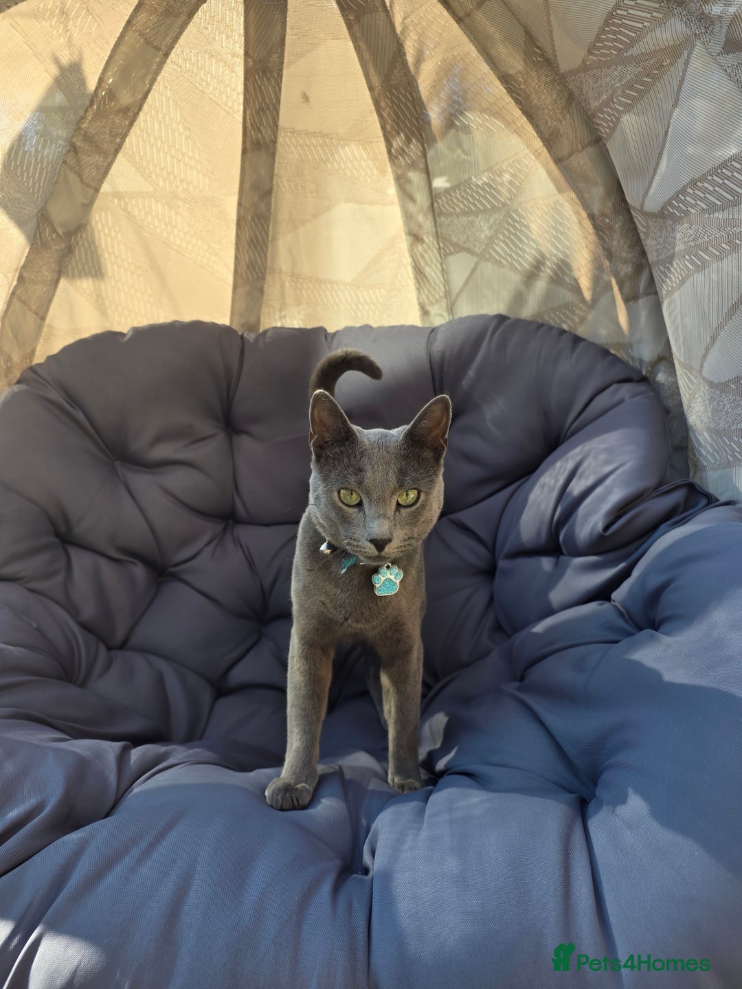Russian Blue cats for sale: Amazing Russian Blue kitten looking for new home - Image 6